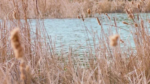 Reed grass in backwater Stock Footage 74247626