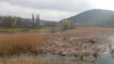 Reed grass in backwater in springtime Stock Footage 73553332