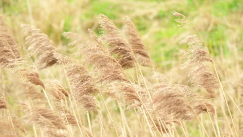 Reed grass in bloom blowing in the wind Stock Footage 237407060