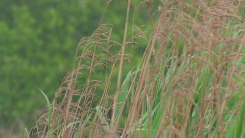 Reed Grass Blowing In The Wind And Rain Stock Footage 252895021