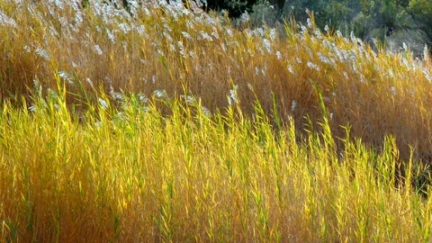 Reed grass blowing in the wind Stock Footage 102791917