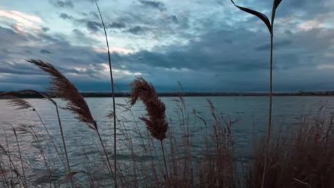 Reed grass by dramatic cloudy lake Stock Footage 338184030