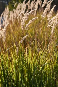 Reed grass in the evening sun Stock Photos