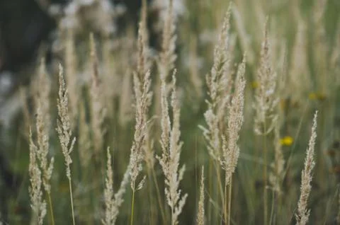 Reed grass in the field 3584. Stock Photos