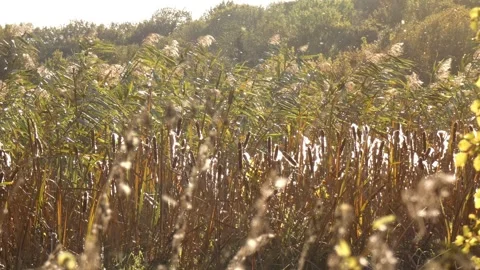 Reed grass field with blooming cattails in sunlit swamp environment, panning 動画素材 338297466