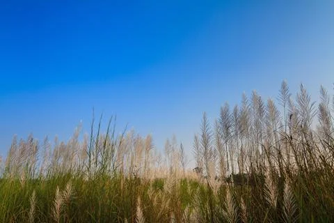 Reed grass flower Stock Photos