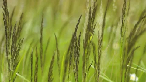 Reed grass Stock Footage 11343377