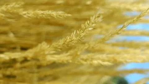 Reed grass Stock Footage 221555892