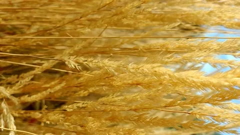 Reed grass Stock Footage 221555949