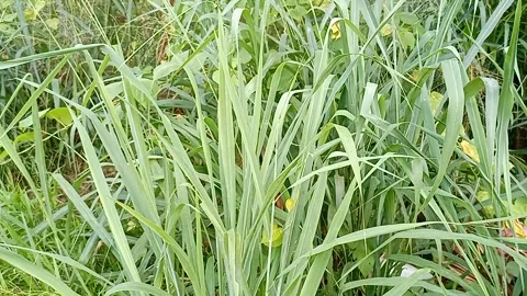 Reed grass Stock Footage 240845807
