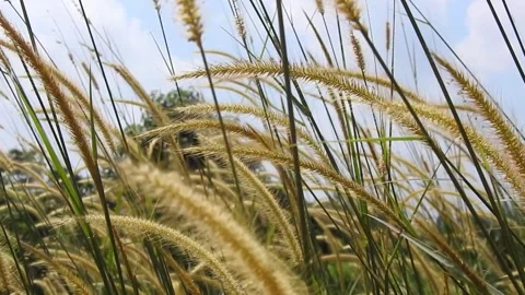 The reed grass Stock Footage 244353147