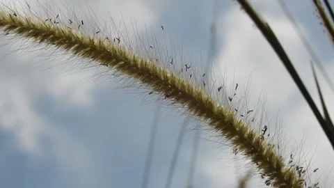The reed grass Stock Footage 244353386