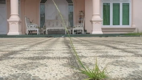 Reed grass in front of the house Stock Footage 219374839