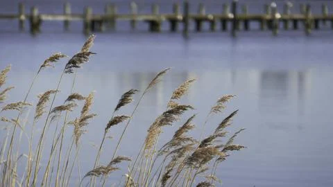 Reed grass with jetty in the background Stock Photos