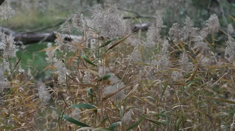 Reed grass moving in the wind Marma State Forest, Lubeck, Victoria, Australia 動画素材 11232953