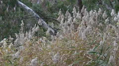 Reed grass moving in the wind in Marma State Forest, Lubeck, Victoria, Australia 動画素材 11238545