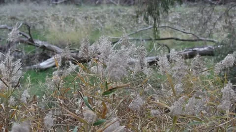Reed grass moving in the wind in Marma State Forest, Lubeck, Victoria, Australia Stock Footage 11239060