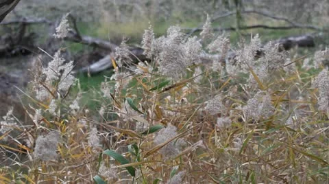 Reed grass moving in the wind with sound in Marma State Forest, Australia 動画素材 11239418