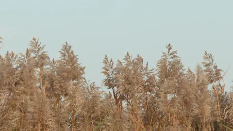 Reed grass in nature 12 Video stock 316178896