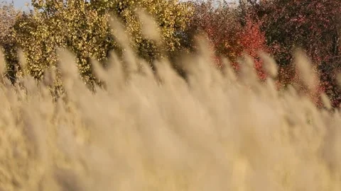 Reed grass in nature 2 Video stock 316178850