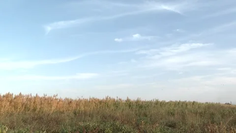 Reed grass in nature 8 Stock Footage 316178873