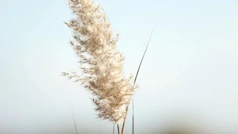 Reed grass in nature 9 Video stock 316179028