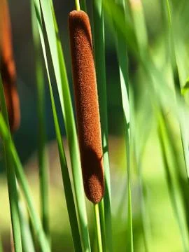 Reed grass Stock Photos