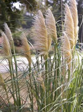 Reed Grass Stock Photos