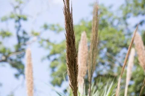 Reed Grass Stock Photos