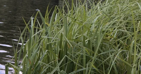 Reed grass plants Stock Footage 94444887