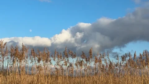 Reed grass plumes in front of sky clouds. Video stock 297602336
