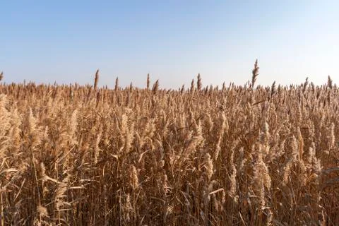 Reed grass, reed pipe in front of a blue sky Stock Photos
