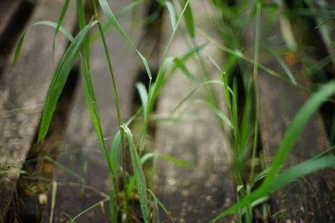Reed grass sprouting over the old wooden plank bridge Stockfoto's