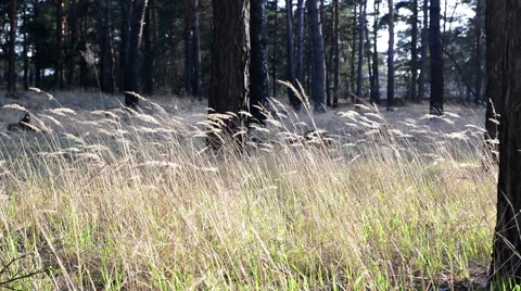 Reed grass steppe 動画素材 49195061