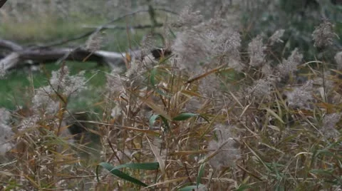 Reed grass strongly blown left in the wind Marma State Forest, Australia 動画素材 11238437