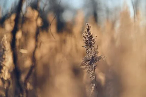 Reed grass in sunlight Stock Photos