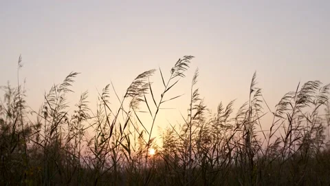 Reed grass at sunset. Stock Footage 221708029