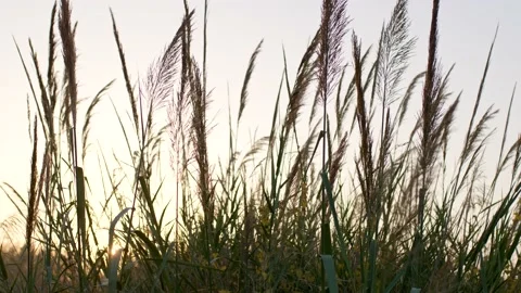 Reed grass at sunset. Stock Footage 221708259