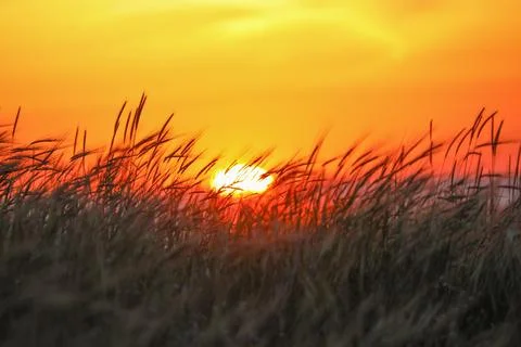 Reed grass at sunset, soft selective focus. Abstract melancholy nature stock Stock Photos