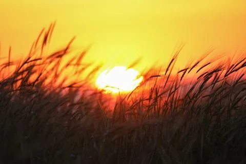 Reed grass at sunset, soft selective focus. Abstract melancholy nature stock Stock Photos