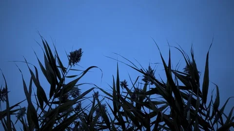 Reed grass swayed by the wind Stock Footage 165144901