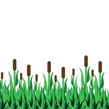 Reed with grass on white background Stock Illustration