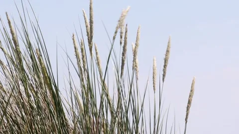 Reed grass in the wind 4k 30fps video Stock-Footage 245512356