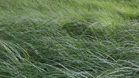 Reed grass in the wind background video Stock Footage 255082484