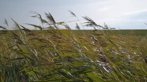 Reed grass in the wind Stock Footage 134705222