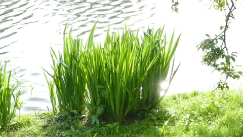 Reed grasses at a water surface, Germany Video stock 263299782