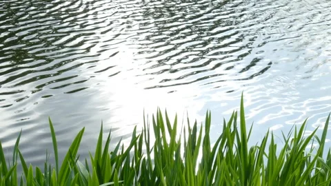 Reed grasses at a water surface, Germany Stock Footage 263299783