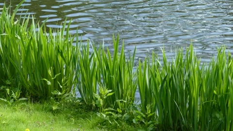 Reed grasses at a water surface, Germany Stock Footage 263299785