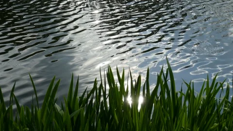 Reed grasses at a water surface, Germany Stock Footage 263299786