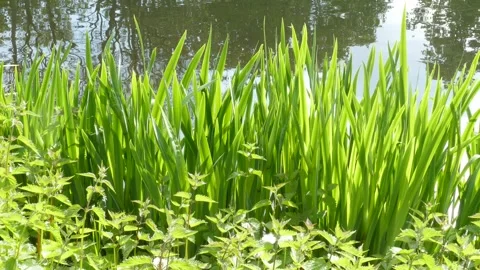 Reed grasses at a water surface, Germany Stock Footage 263299825